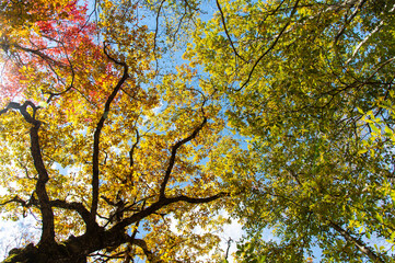 青空に向かって伸びていく植物