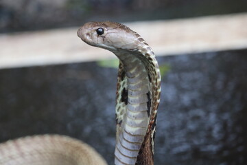 close up of a snake