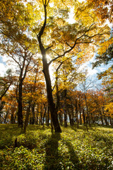 太陽と紅葉の森と影