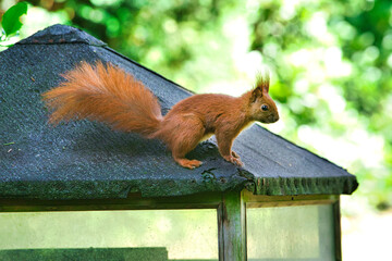 squirrel in the park