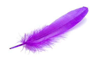 Fluffy bird feather violet color in studio isolated on the white