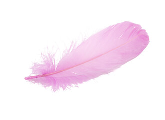 Fluffy bird feather pink color in studio isolated on the white