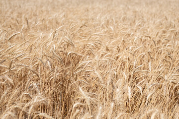 Wheat field in summer-grain harvest