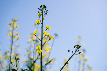 A single branch of blooming rapeseed, blooming canola, yellow flowers in spring