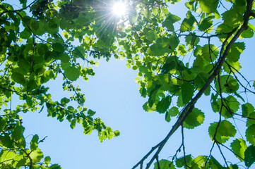Green leaves of a tree on the background of a blue sky. Natural background. Sunlight passing through the green foliage of a birch tree.