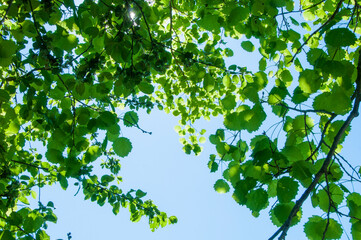 Green leaves of a tree on the background of a blue sky. Natural background. Sunlight passing through the green foliage of a birch tree.