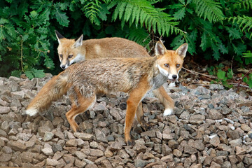 female urban fox and her cub