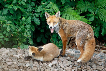 Fototapeta premium female urban fox and her cub
