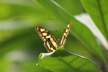 butterfly on a leaf