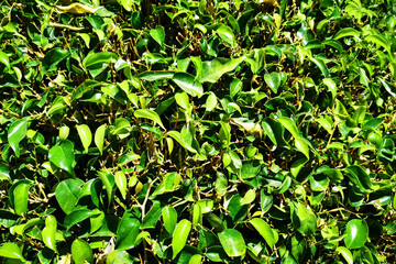ficus benjamina texture