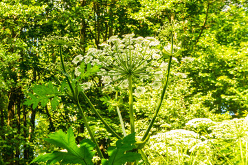 White huge flower Hogweed weed in the forest