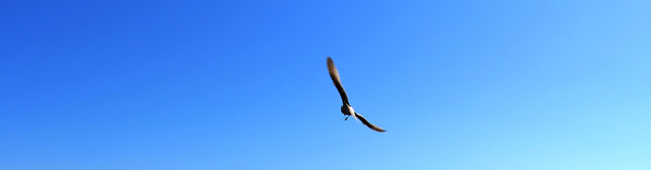 Flying bird in the sky