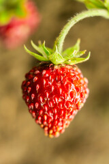 Wild strawberry large red berry closeup. Macro photography