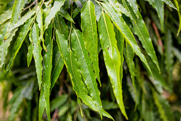close up of green leaves