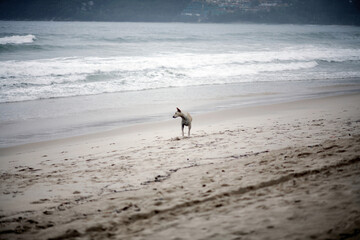 Stray dog on the beach