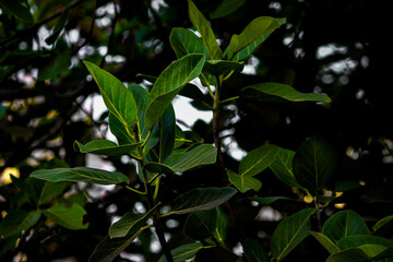 Obraz premium leaf in garden 