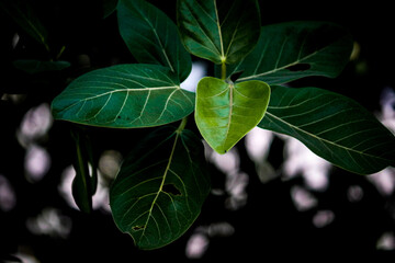 green leaves on black background