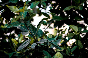 close up of green leaves