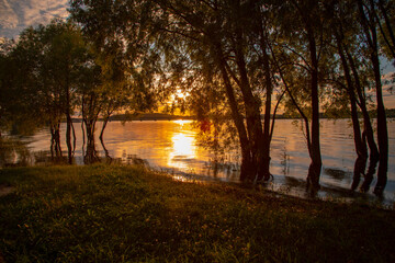 Dark silhouettes of trees against the sunset.