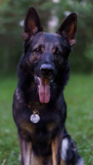 Dog portrait closeup. German shepherd dark color looking at the camera with his tongue hanging out