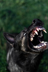 Wolfish grin. Aggressive dog. Grin close up. The dog barks. German shepherd .