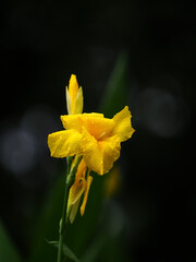Yellow daffodils blooming in the rain