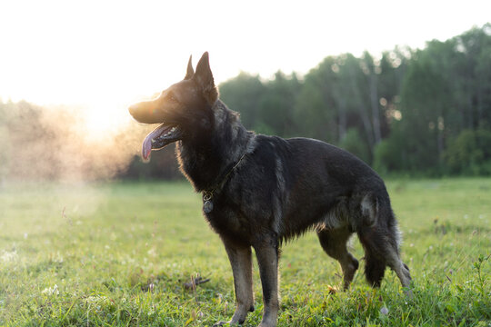 The German shepherd stands on the edge of the forest. The morning sun shines on a dog from behind.