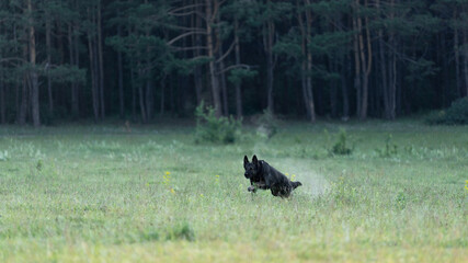 The dog runs across the field. The German shepherd in motion. Running on the lawn