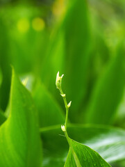 Yellow daffodils blooming in the rain