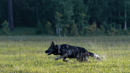 The dog runs across the field. The German shepherd in motion. Running on the lawn