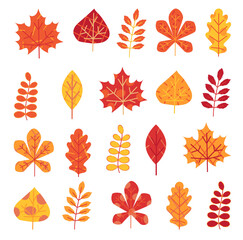 Obraz premium Autumn leaves set isolated on white background