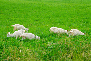 Fototapeta premium White young goats in the green grass