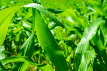 Corn big green leaves close-up