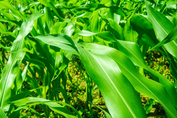 Corn big green leaves close-up