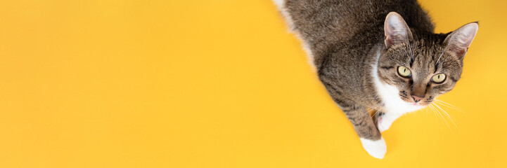 Gray tabby cat relaxing on a yellow background. Place for your design.