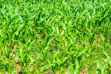 Corn big green leaves close-up