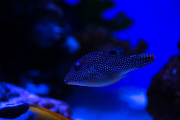 Guineafowl puffer sea fish in saltwater aquarium nature wild life