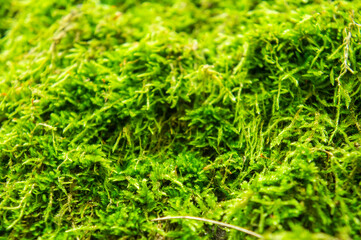 Beautiful fabulous forest green moss closeup