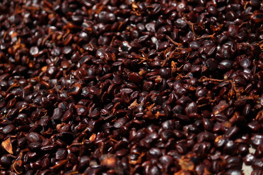 Dried indian tamarind seeds on the sunlight. Tamarind seeds dried on sunlight