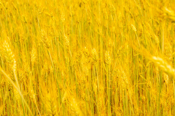 Golden wheat ears. Rye and oats. Agricultural background