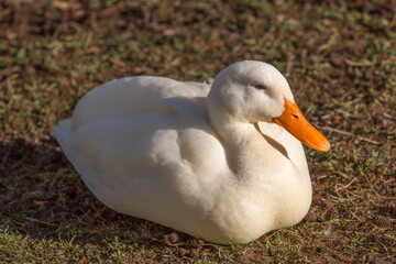 White Goose (in german Hausgans)