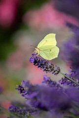 zitronengelber Zitronenfalter sitzt auf lila Lavendelblüte und saugt mit seinem Rüssel süße Pflanzensäfte, Makro und selektive Schärfe.