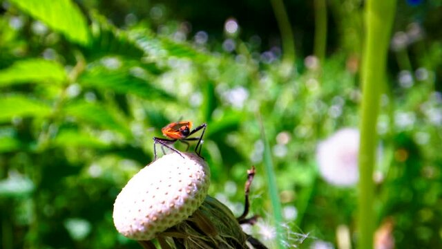 The Pyrrhocoris apterus or European firebug on the plant