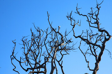 Ocean Beach on Bribie Island, Queensland, Australia, showcasing water, shoreline, trees and sand dunes