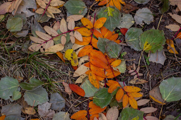 autumn leaves on the ground