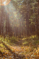 Trail in the autumn forest