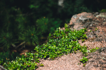 macro forest