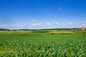Corn green flowering field with foliage in a rural landscape