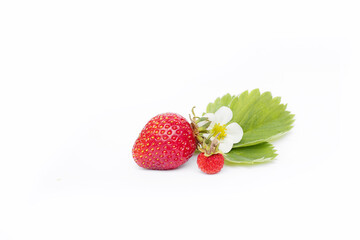 big and small strawberries with flower and leaf isolated on a white background