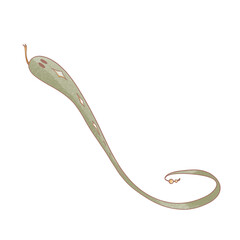 Mystical occult magic witch snake green top view. Texture flat watercolor digital art. Print for sticker, stationery, tattoo, books, wrapping paper, postcard, fabric.